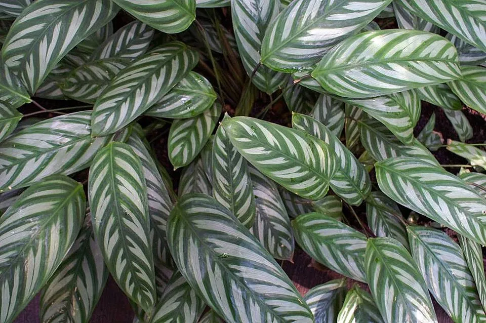 Ctenanthe Oppenheimiana plant in natural habitat - complete guide