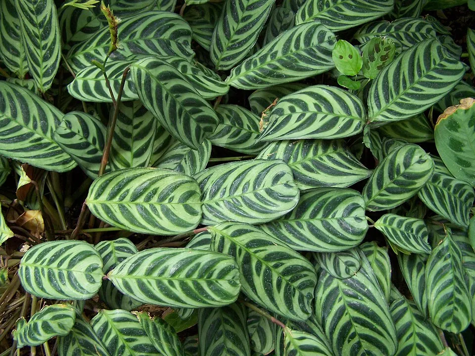 Ctenanthe Setosa plant in natural habitat - complete guide