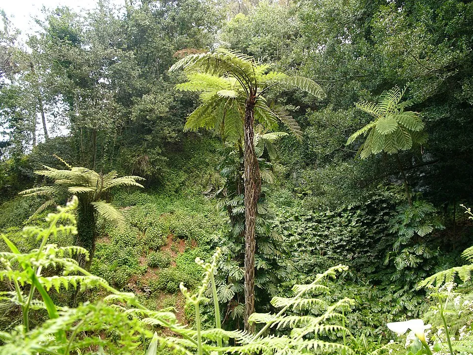 Cyathea Tree Fern plant in natural habitat - complete guide