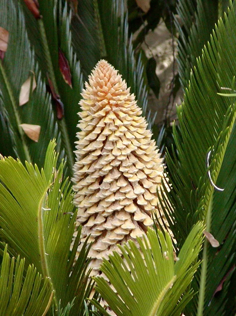 Cycas Revoluta plant in natural habitat - complete guide