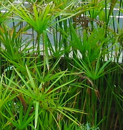 Cyperus Alternifolius plant in natural habitat - complete guide