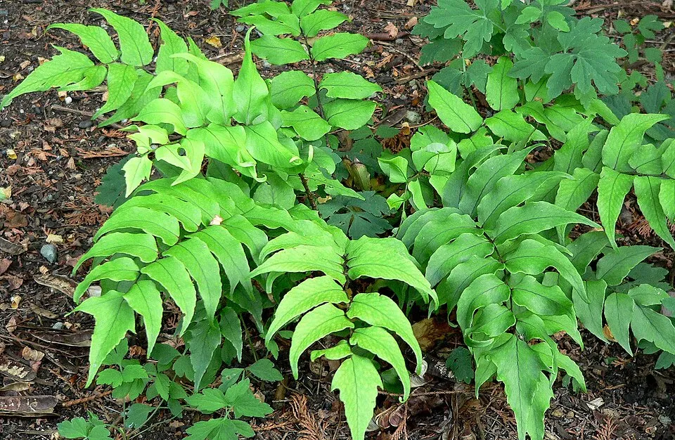 Cyrtomium plant in natural habitat - complete guide