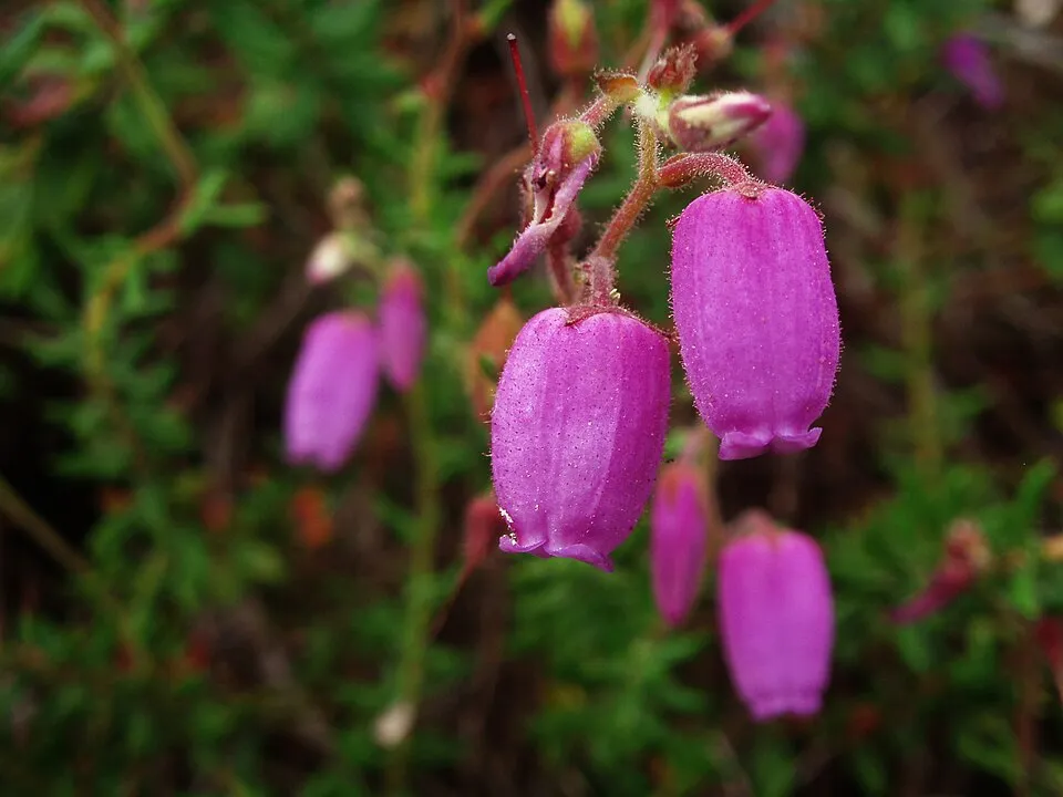 Daboecia Cantabrica plant in natural habitat - complete guide