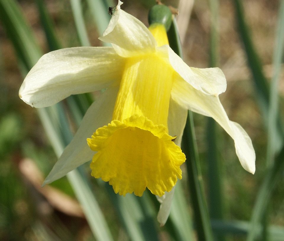 Daffodil plant in natural habitat - complete guide