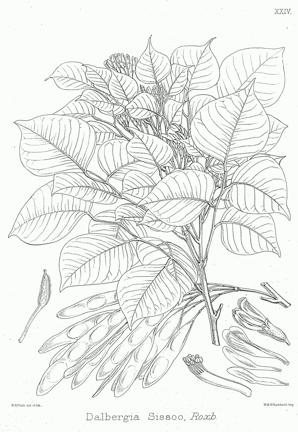 Dalbergia plant in natural habitat - complete guide