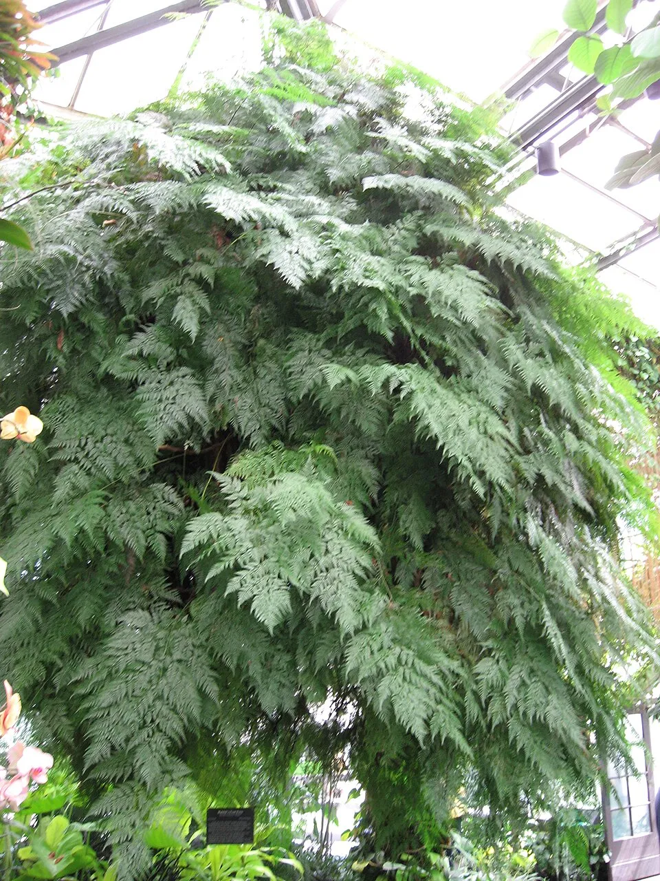 Davallia Fejeensis plant in natural habitat - complete guide
