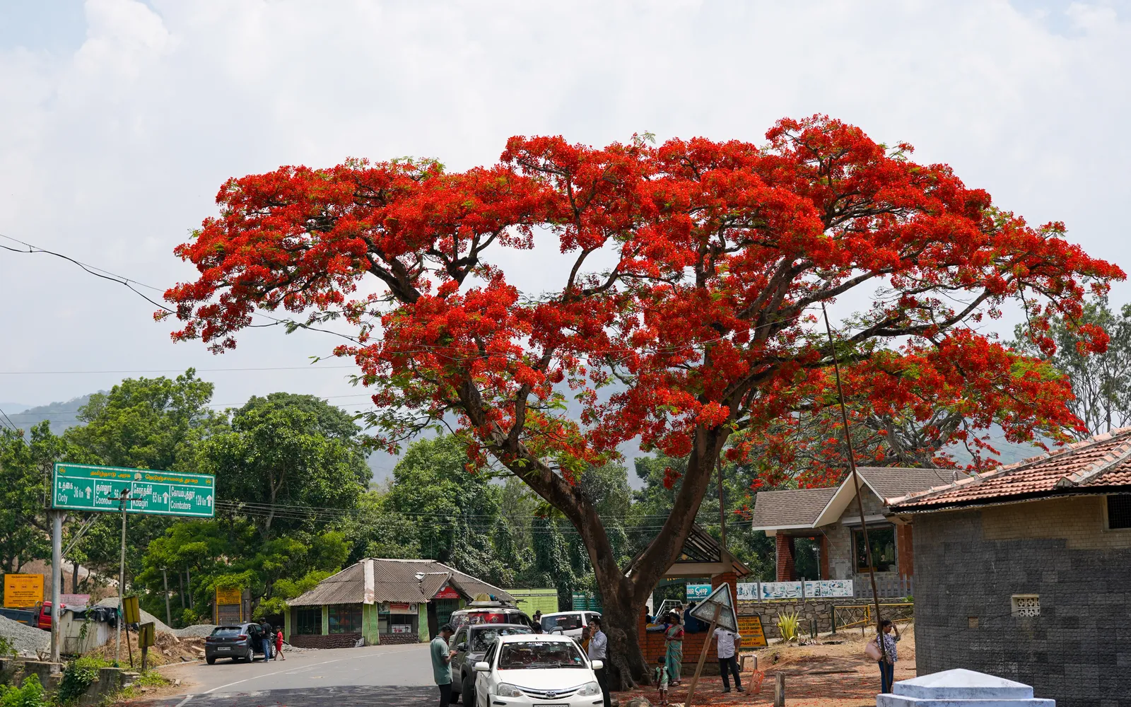 Delonix Regia plant in natural habitat - complete guide