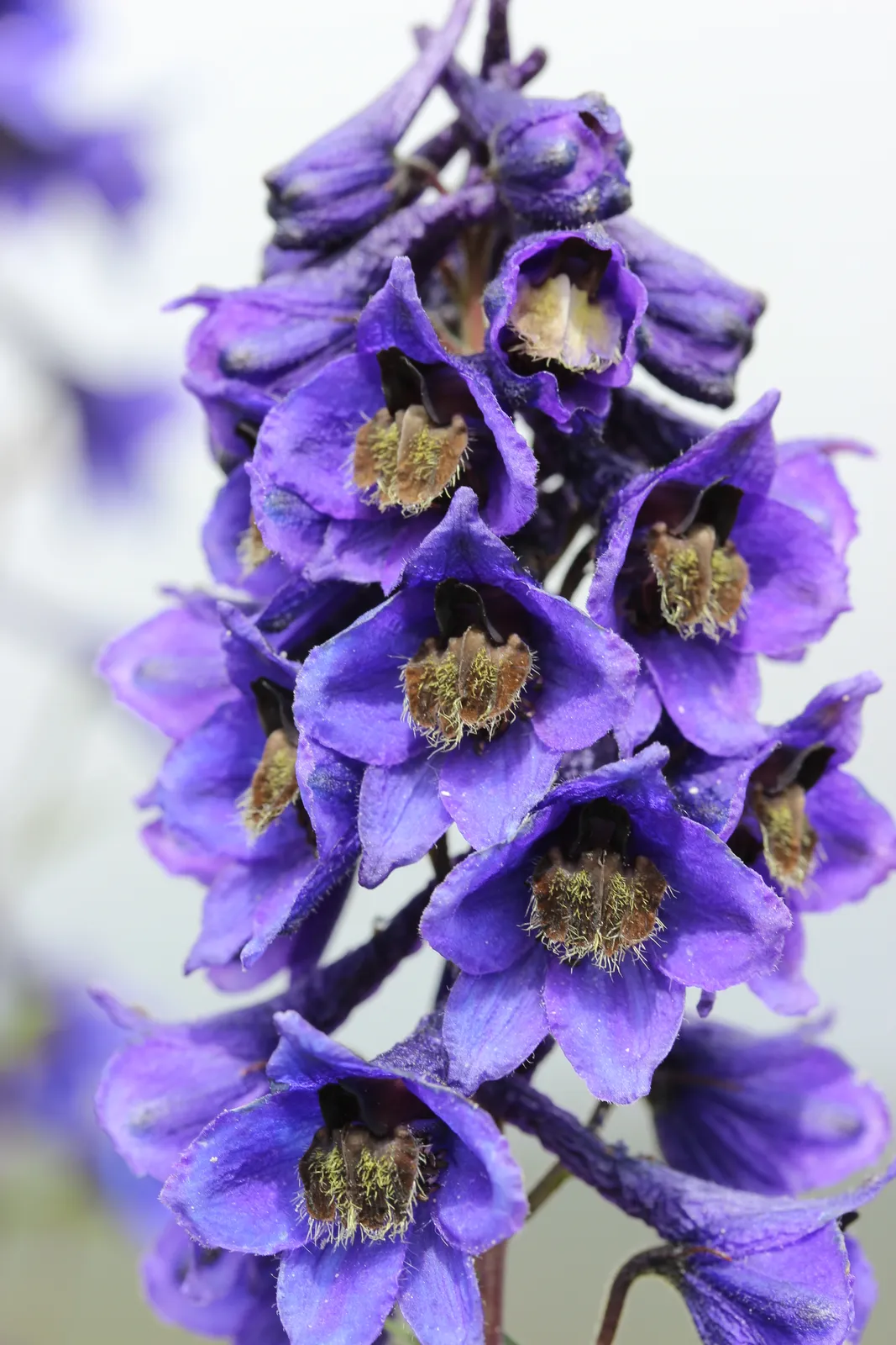 Delphinium Elatum plant in natural habitat - complete guide