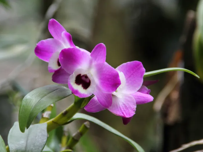 Dendrobium Orchid plant in natural habitat - complete guide