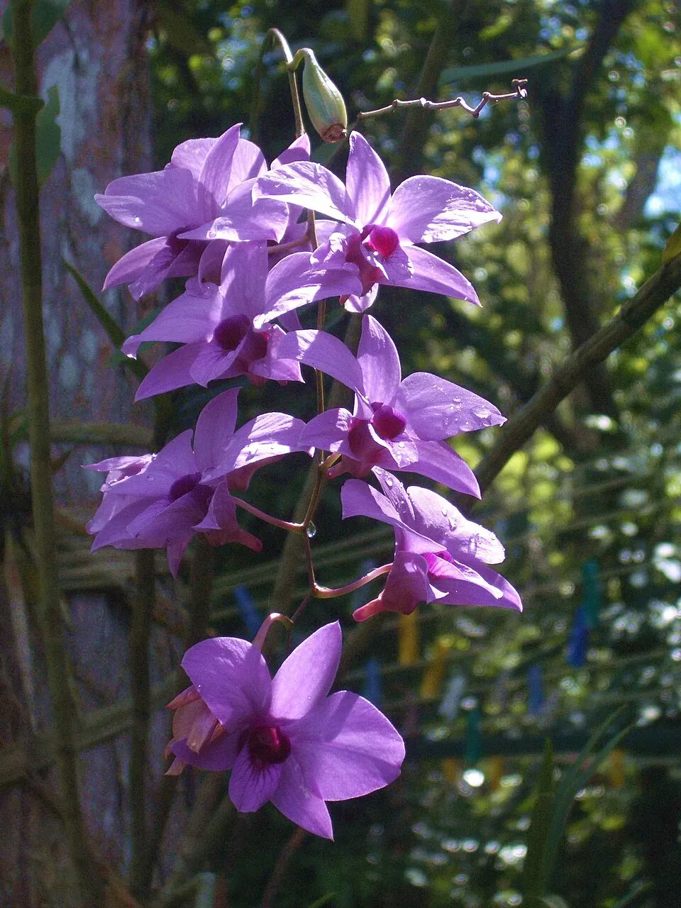 Dendrobium Phalaenopsis plant in natural habitat - complete guide