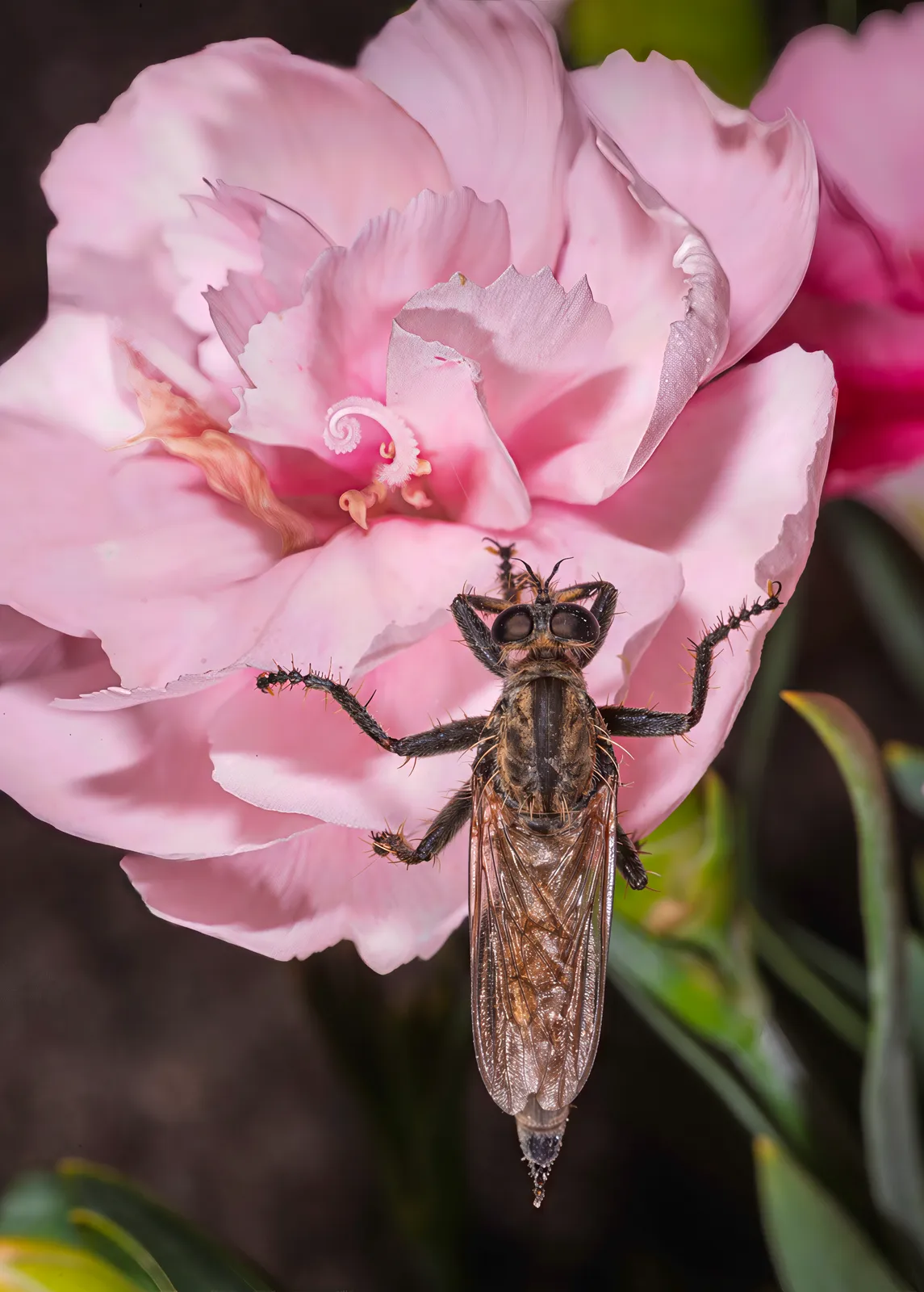 Dianthus Caryophyllus plant in natural habitat - complete guide