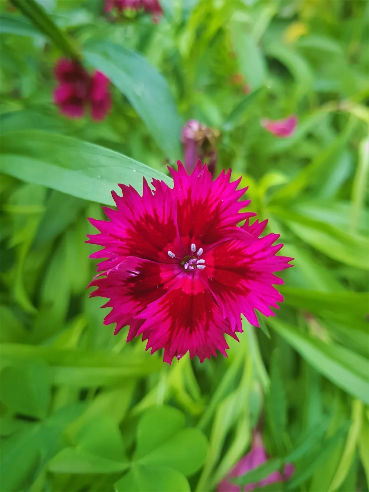 Dianthus Barbatus plant in natural habitat - complete guide