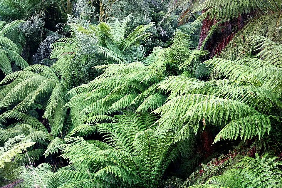 Dicksonia Tree Fern plant in natural habitat - complete guide