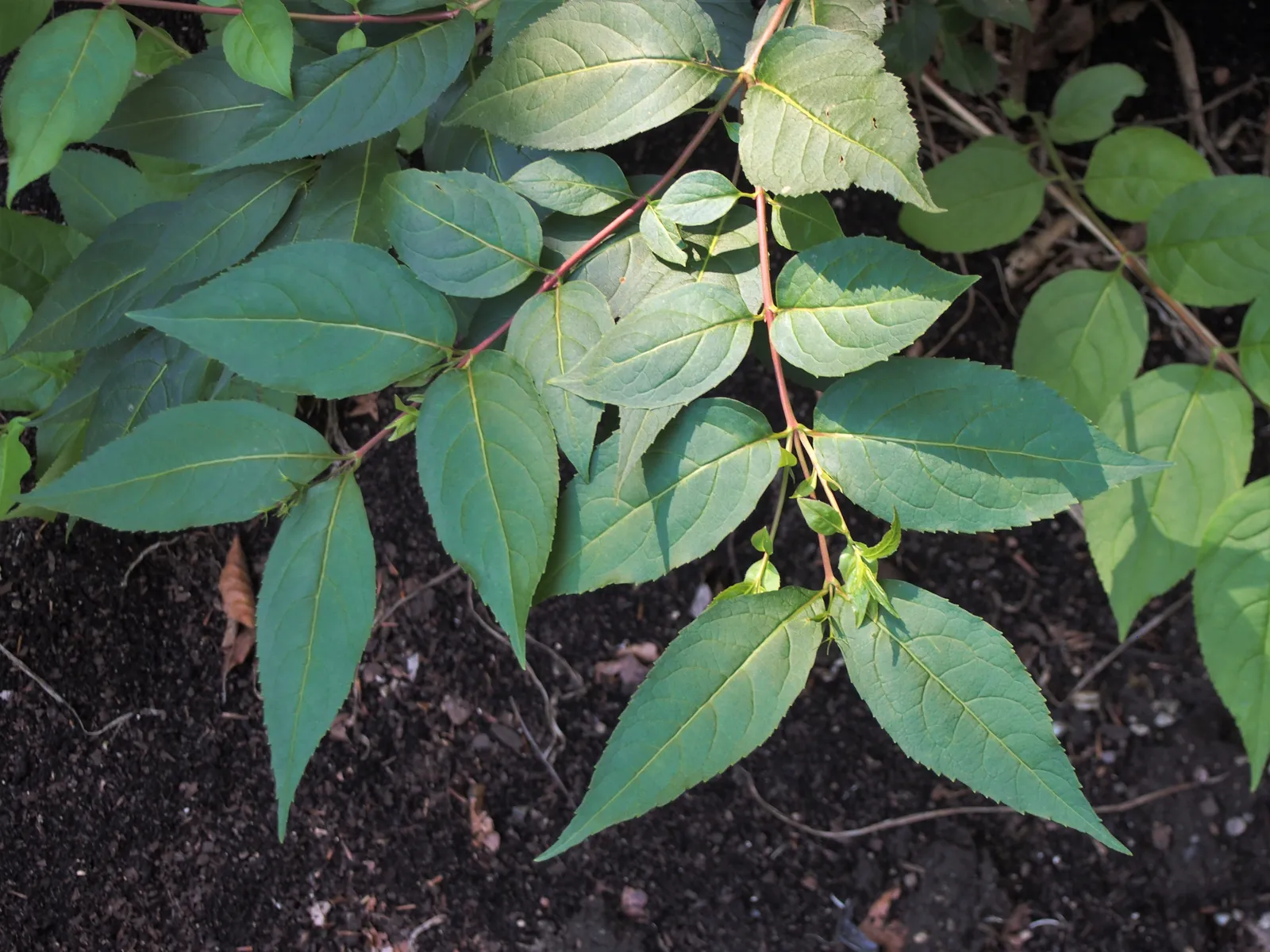 Diervilla Lonicera plant in natural habitat - complete guide