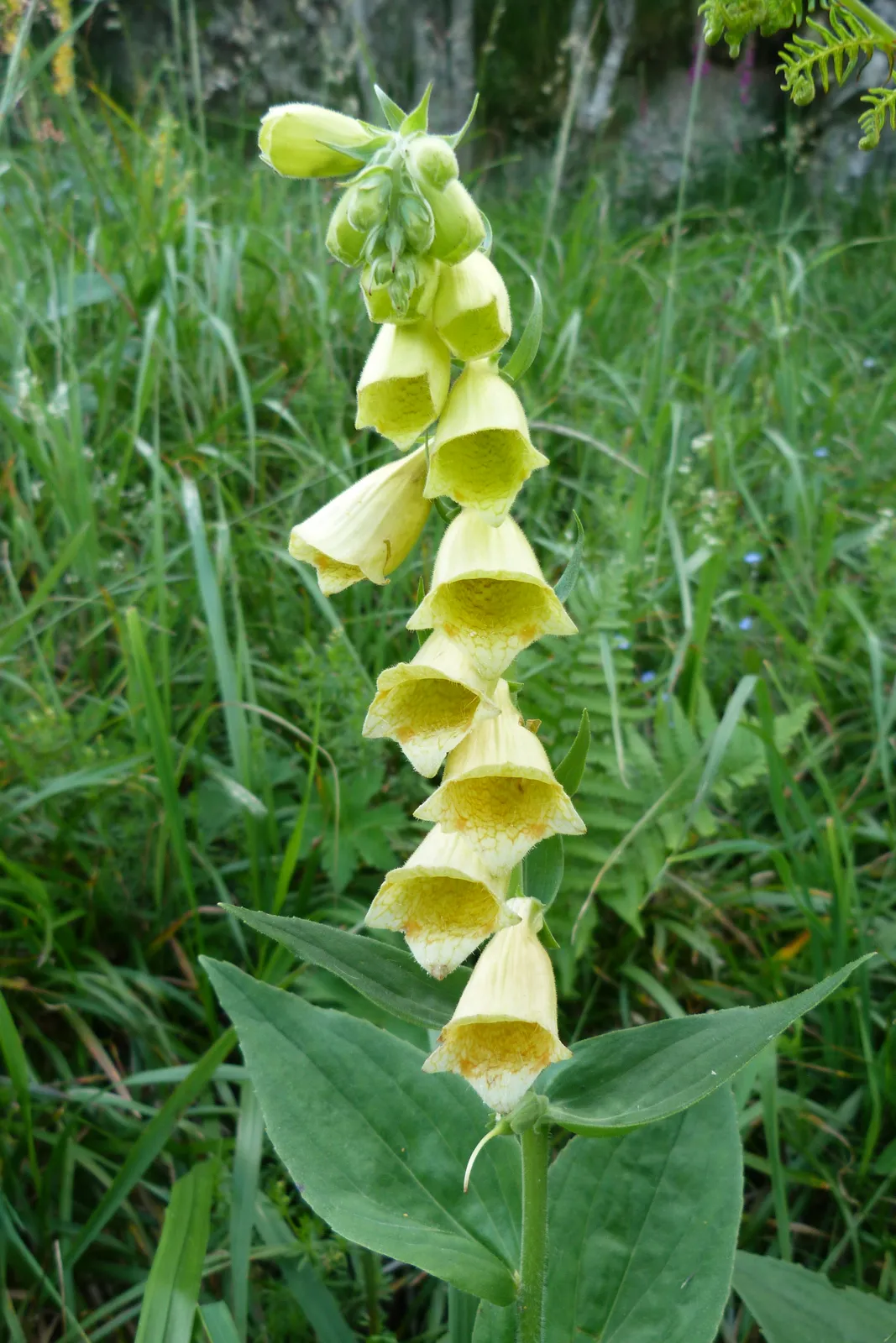 Digitalis Garden plant in natural habitat - complete guide
