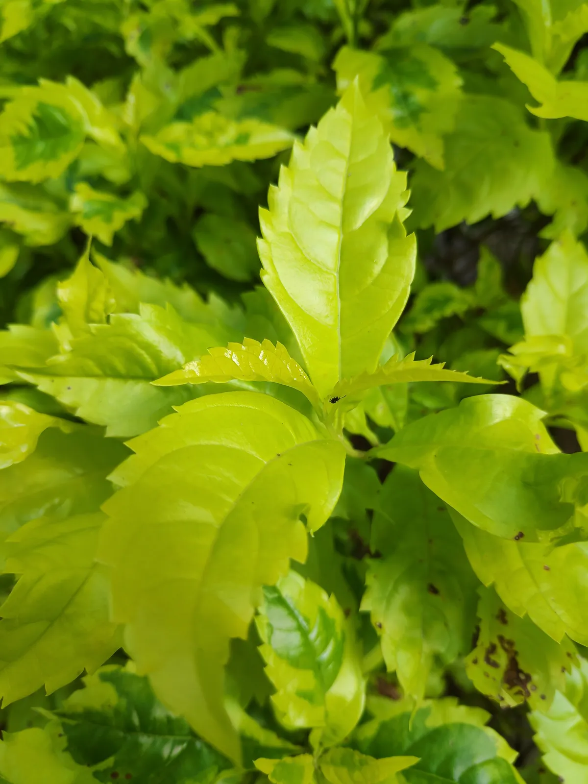 Duranta Erecta plant in natural habitat - complete guide