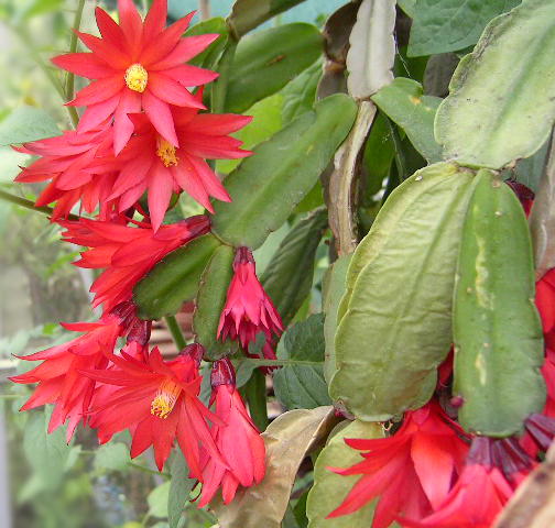 Easter Cactus plant in natural habitat - complete guide