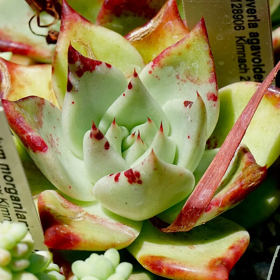 Echeveria Garden plant in natural habitat - complete guide