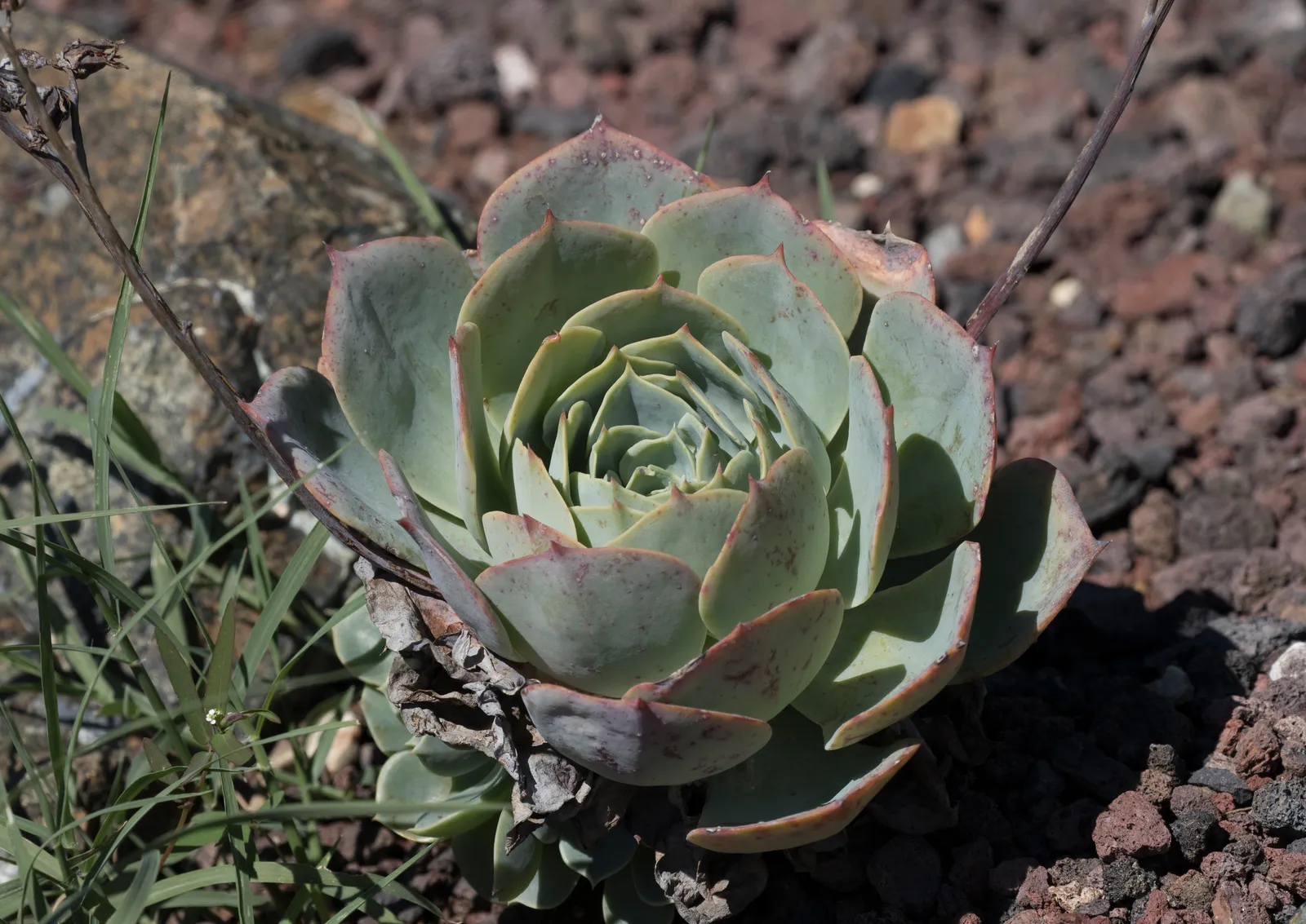 Echeveria Elegans Garden plant in natural habitat - complete guide