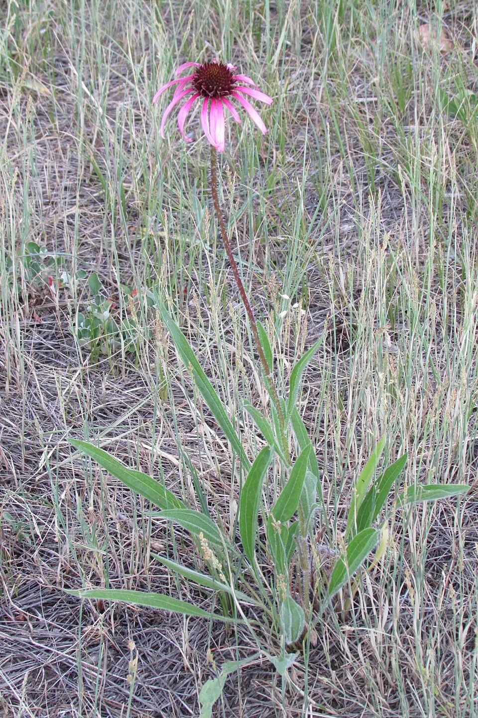 Echinacea Garden plant in natural habitat - complete guide