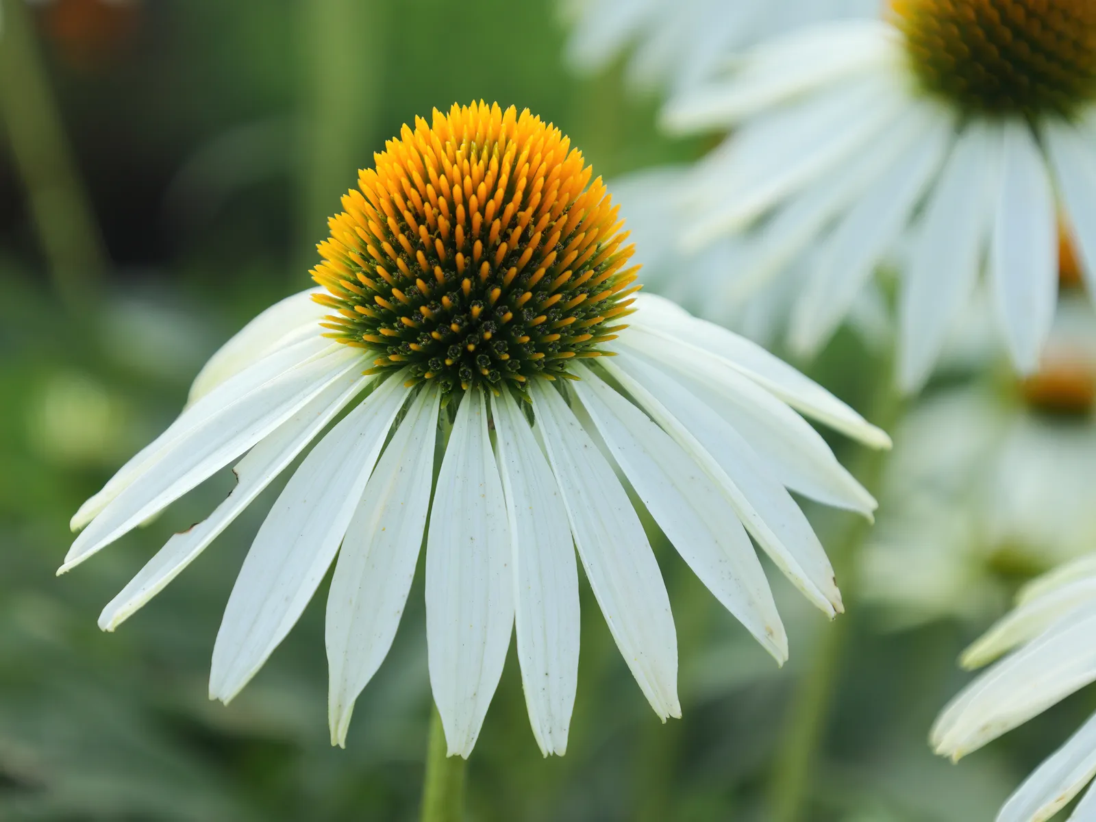 Echinacea White plant in natural habitat - complete guide