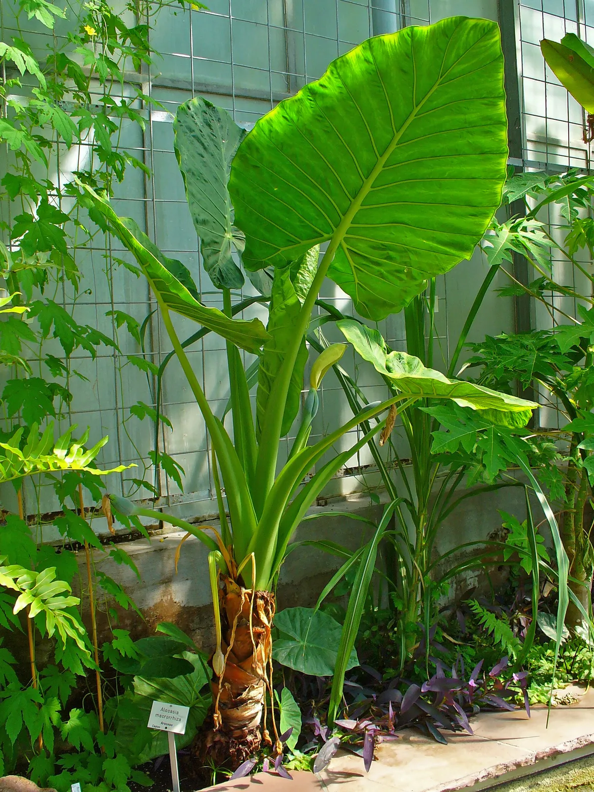 Elephant Ear Indoor plant in natural habitat - complete guide