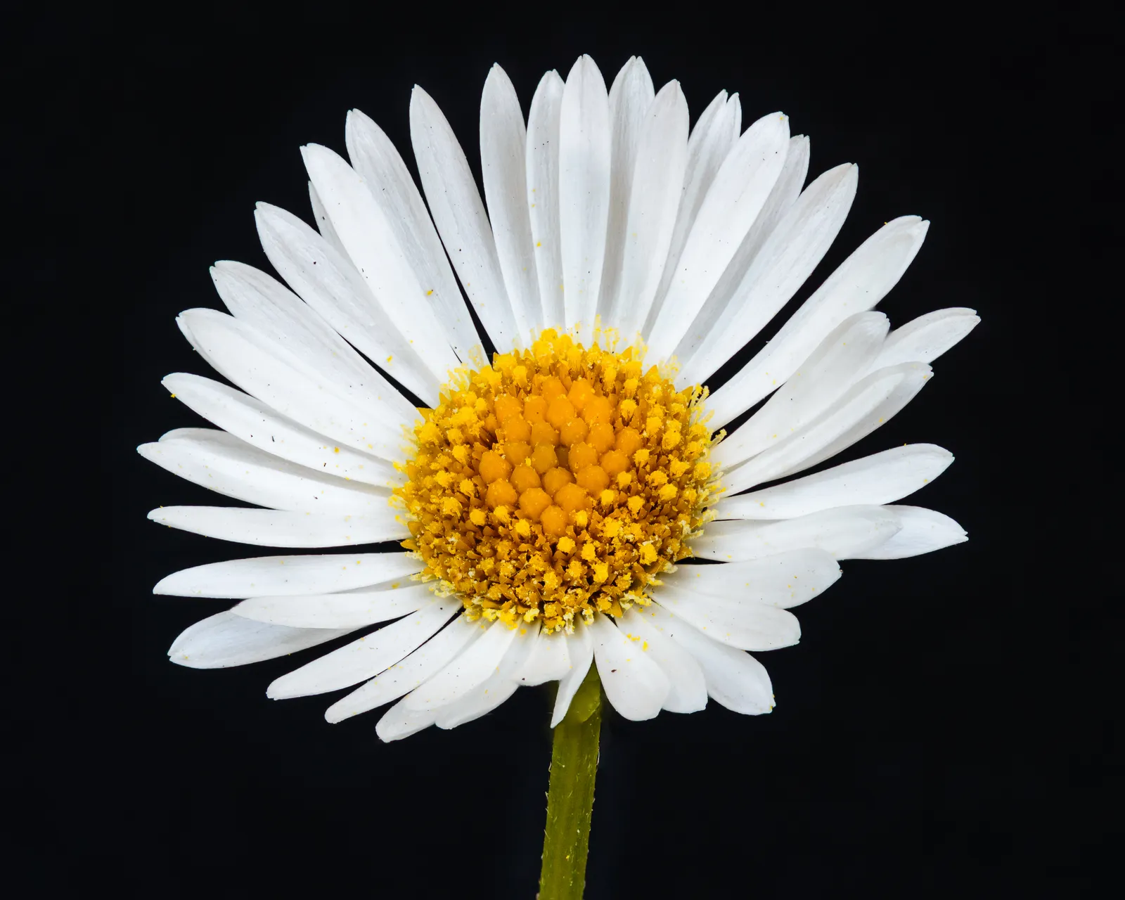 Erigeron plant in natural habitat - complete guide