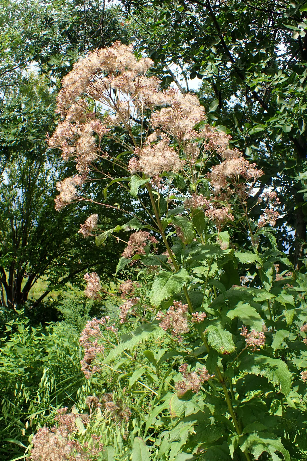 Eupatorium Garden plant in natural habitat - complete guide