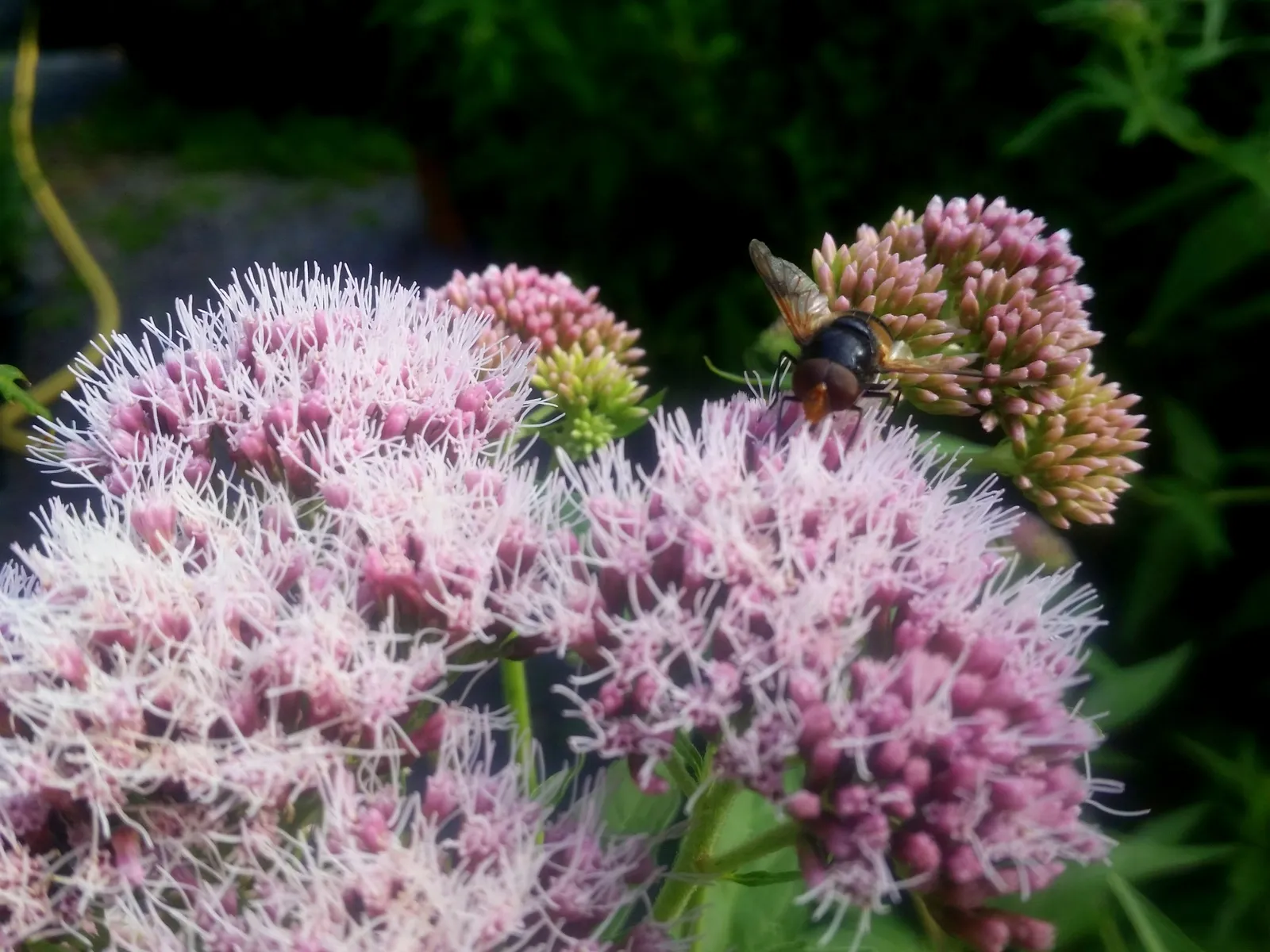 Eupatorium Purpureum plant in natural habitat - complete guide