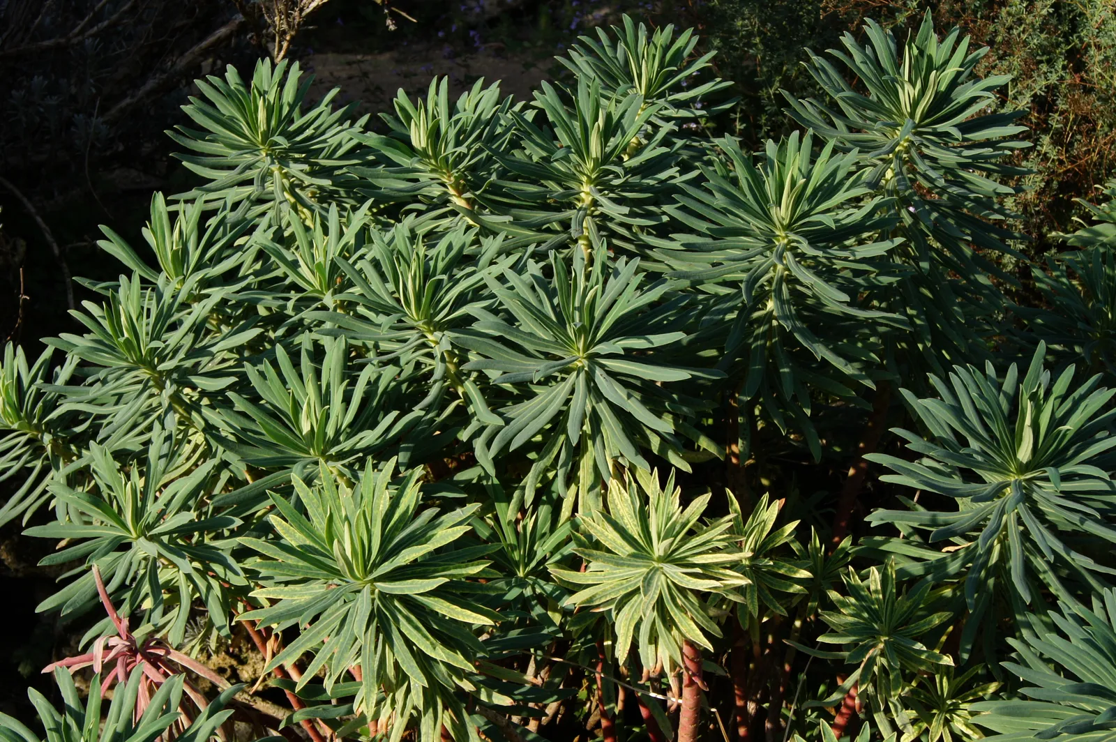 Euphorbia Characias plant in natural habitat - complete guide
