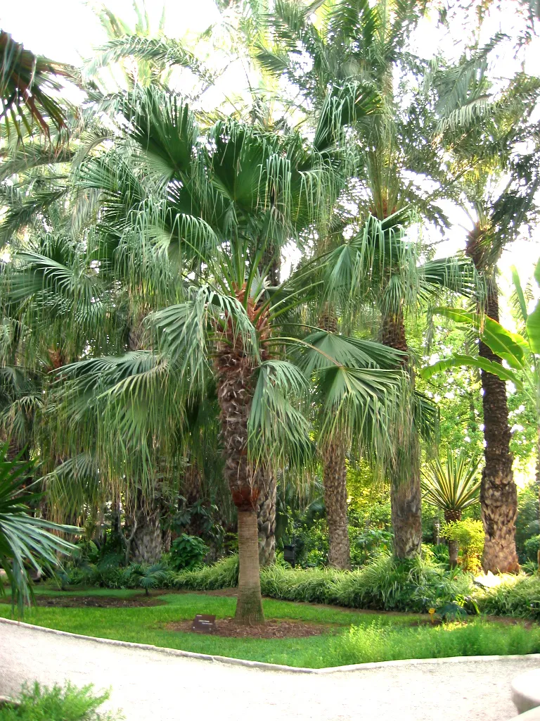 Fan Palm plant in natural habitat - complete guide