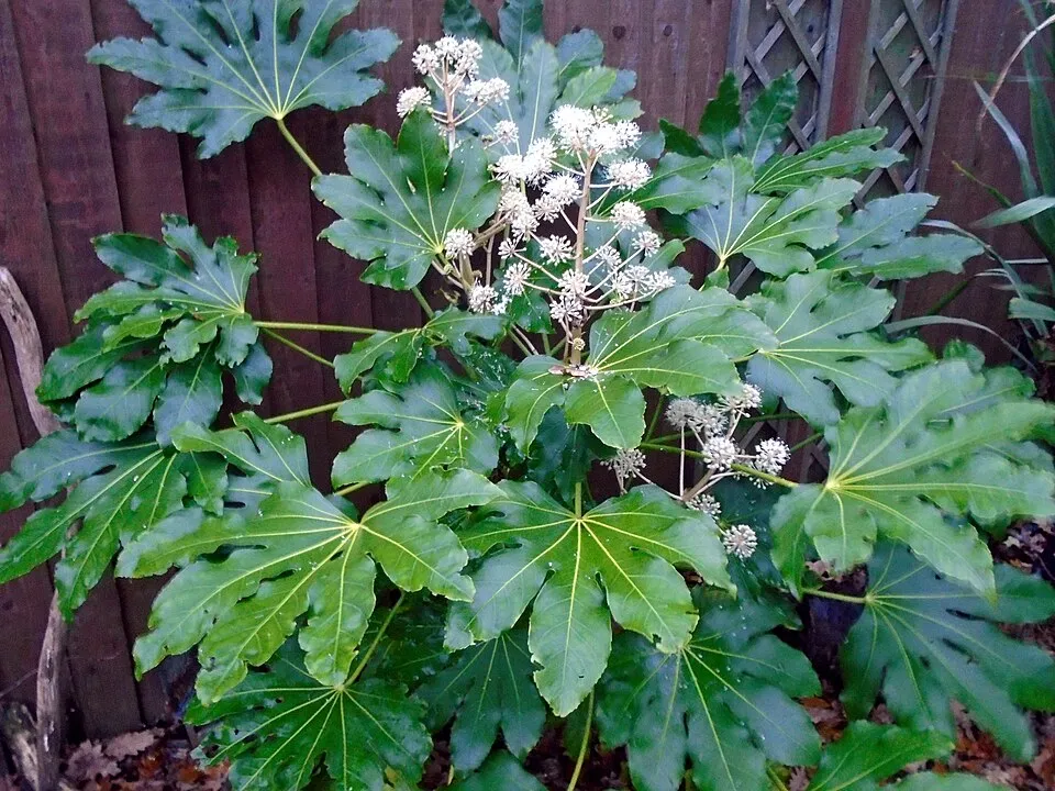 Fatsia Japonica plant in natural habitat - complete guide