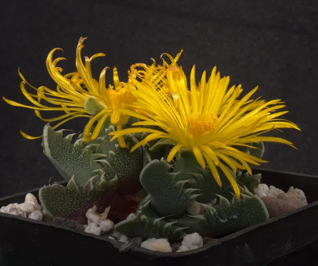 Faucaria Tigrina plant in natural habitat - complete guide