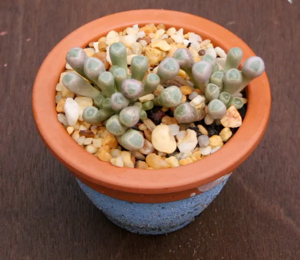 Fenestraria plant in natural habitat - complete guide