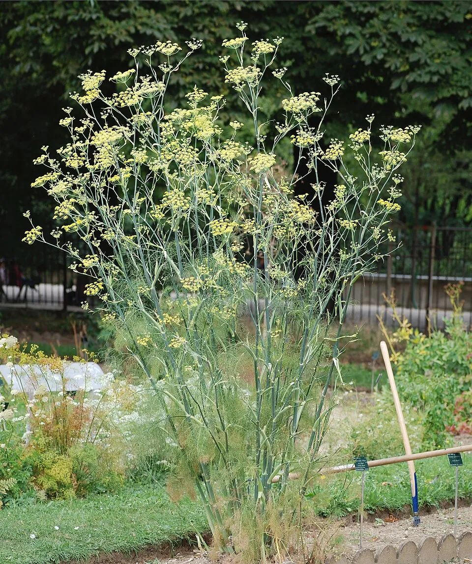 Fennel Bulb plant in natural habitat - complete guide