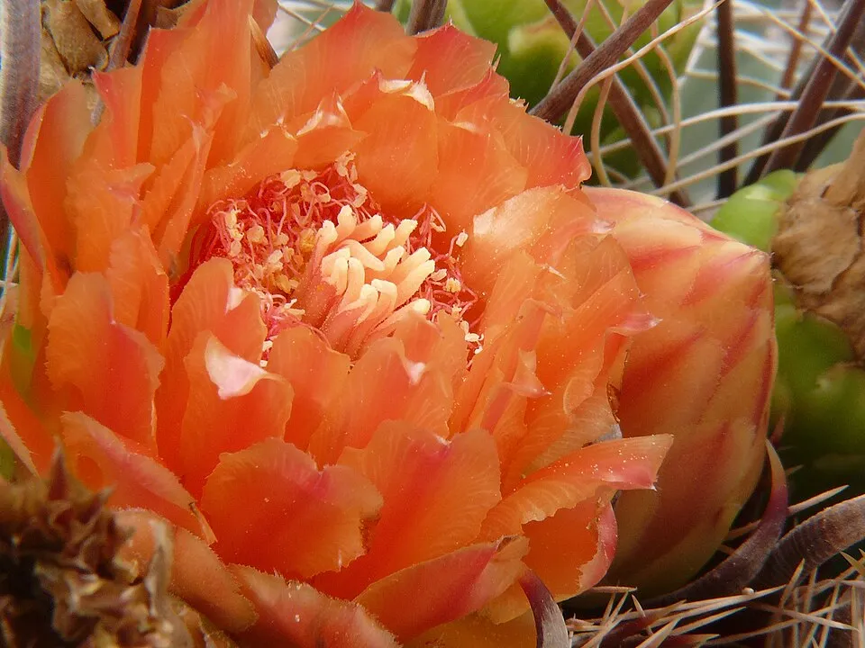Ferocactus plant in natural habitat - complete guide