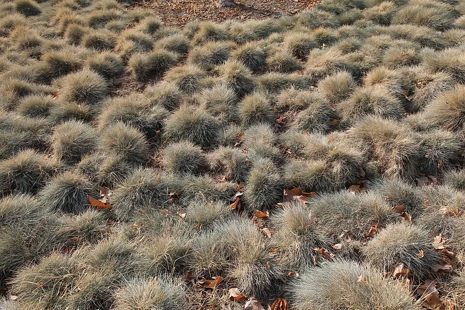 Festuca plant in natural habitat - complete guide