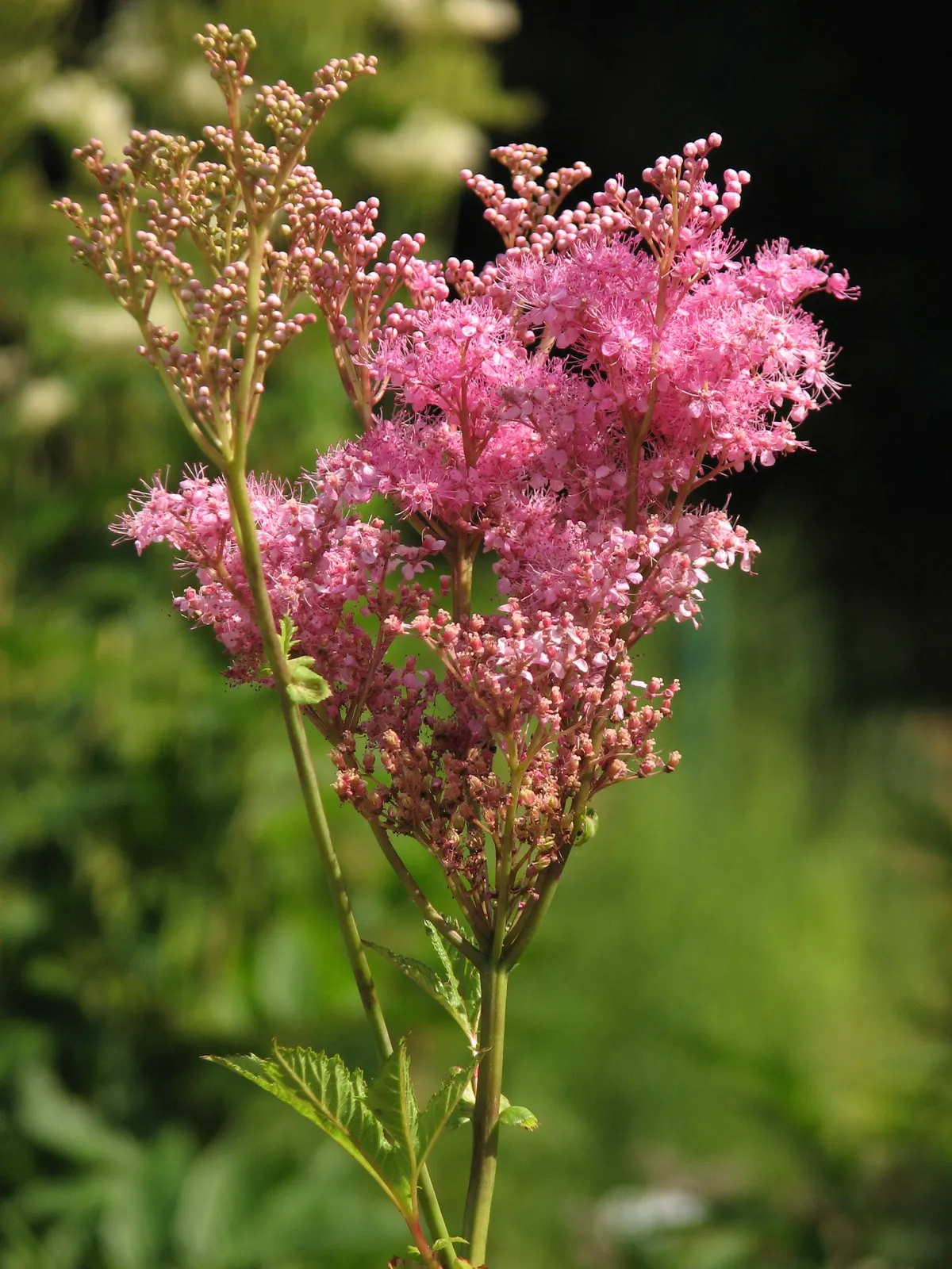 Filipendula Rubra plant in natural habitat - complete guide