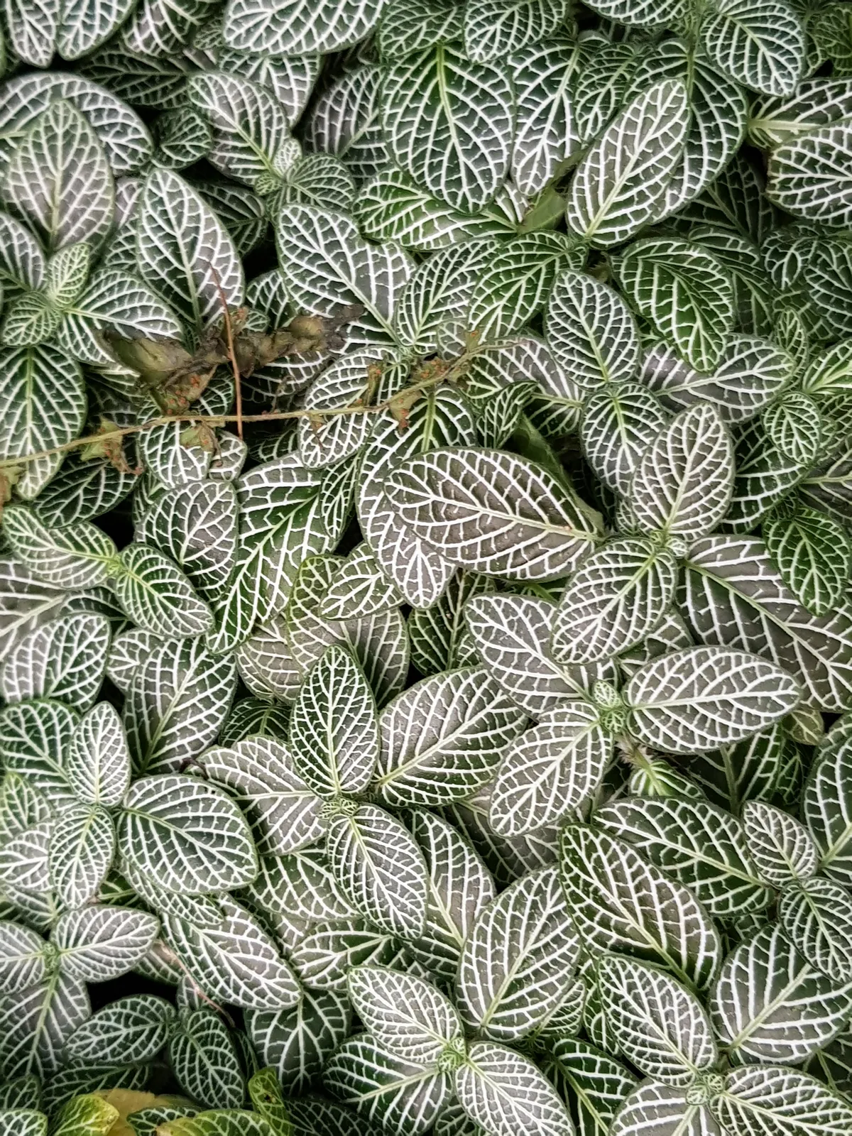 Nerve Plant Green plant in natural habitat - complete guide