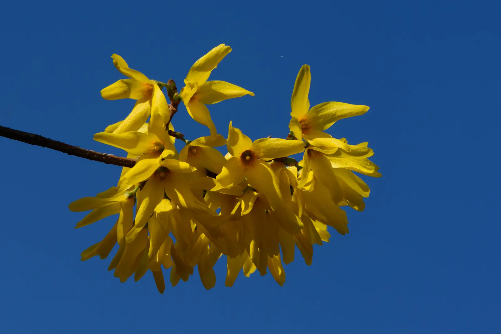 Forsythia Intermedia plant in natural habitat - complete guide