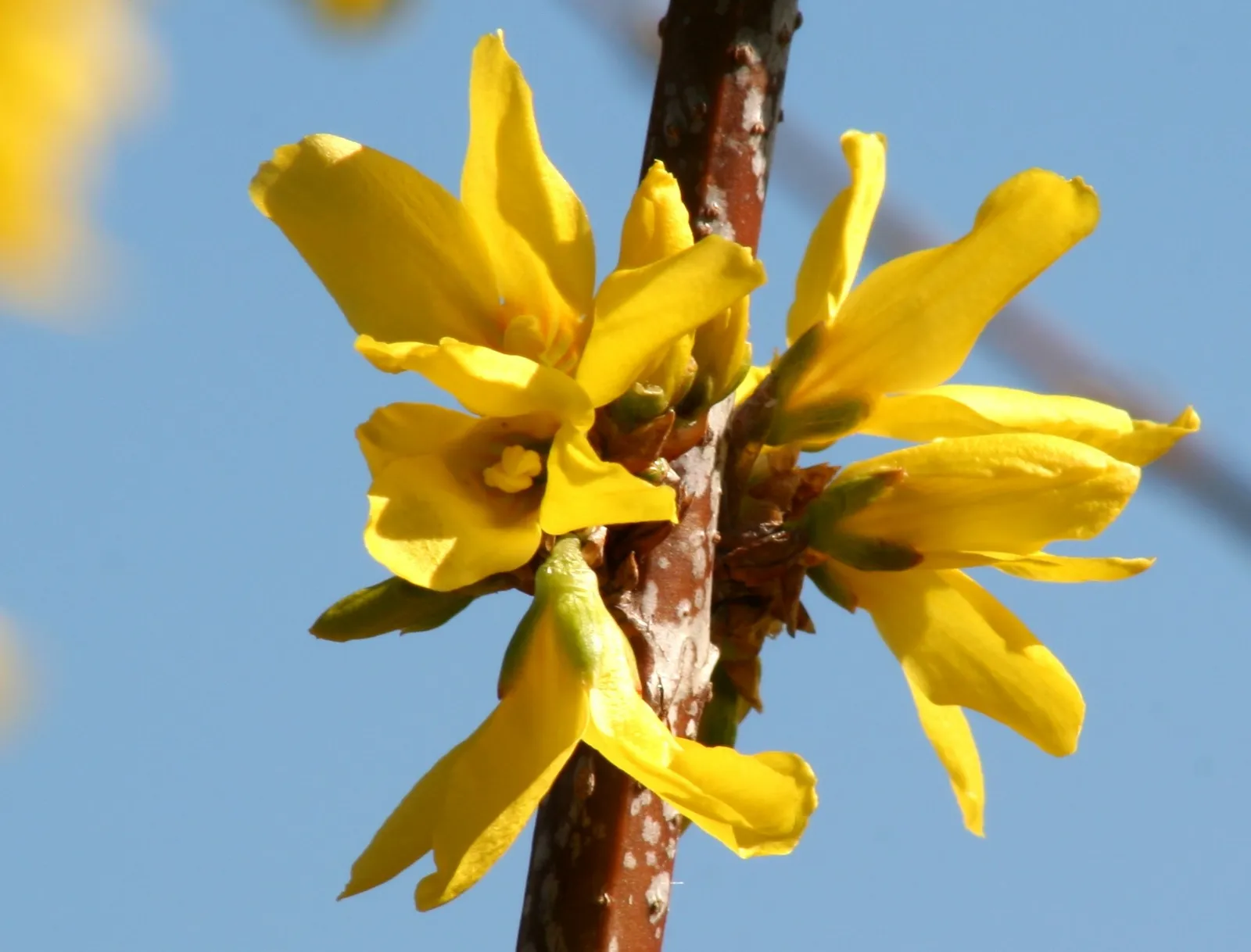 Forsythia plant in natural habitat - complete guide