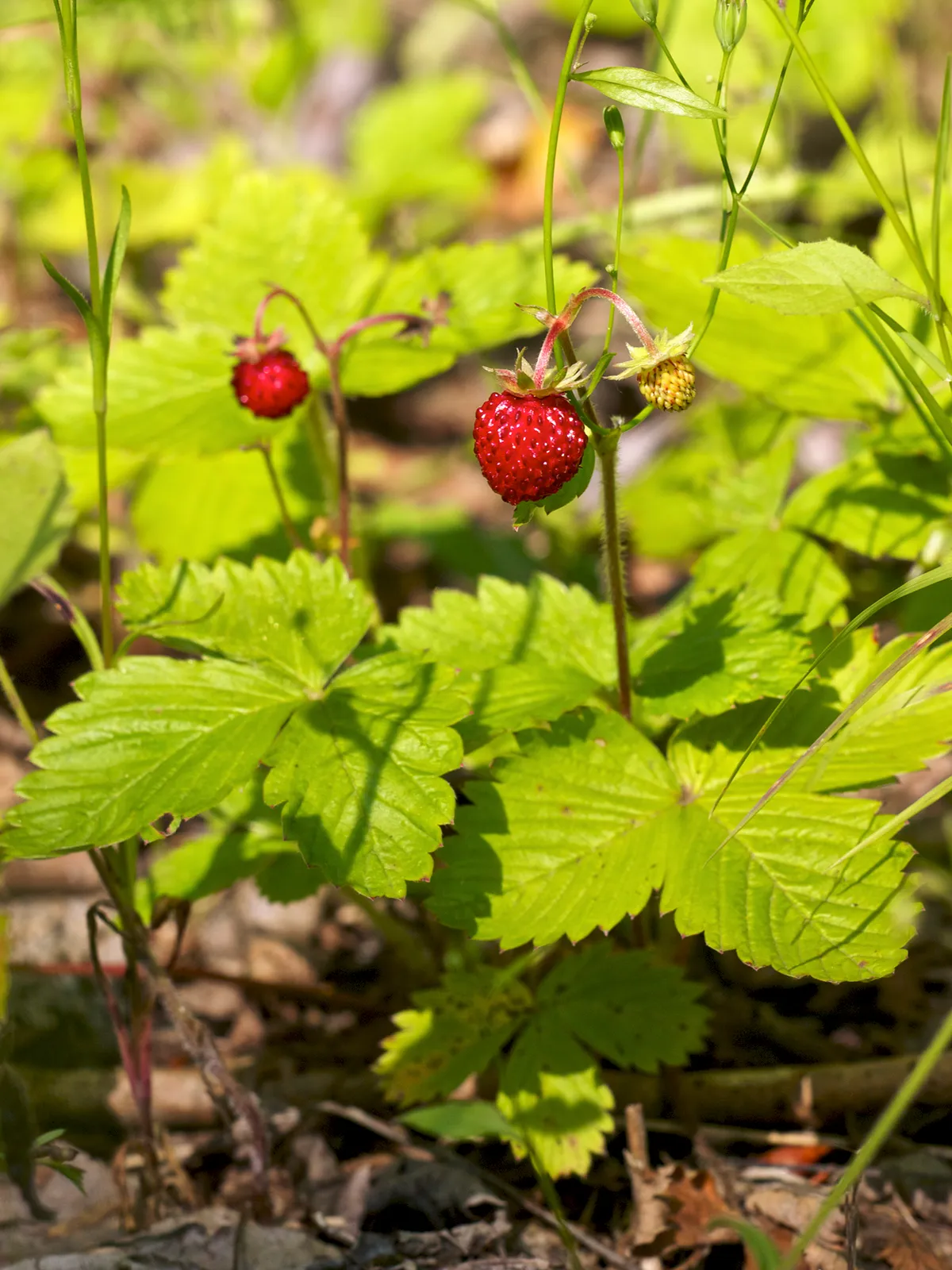 Fragaria Vesca Garden plant in natural habitat - complete guide