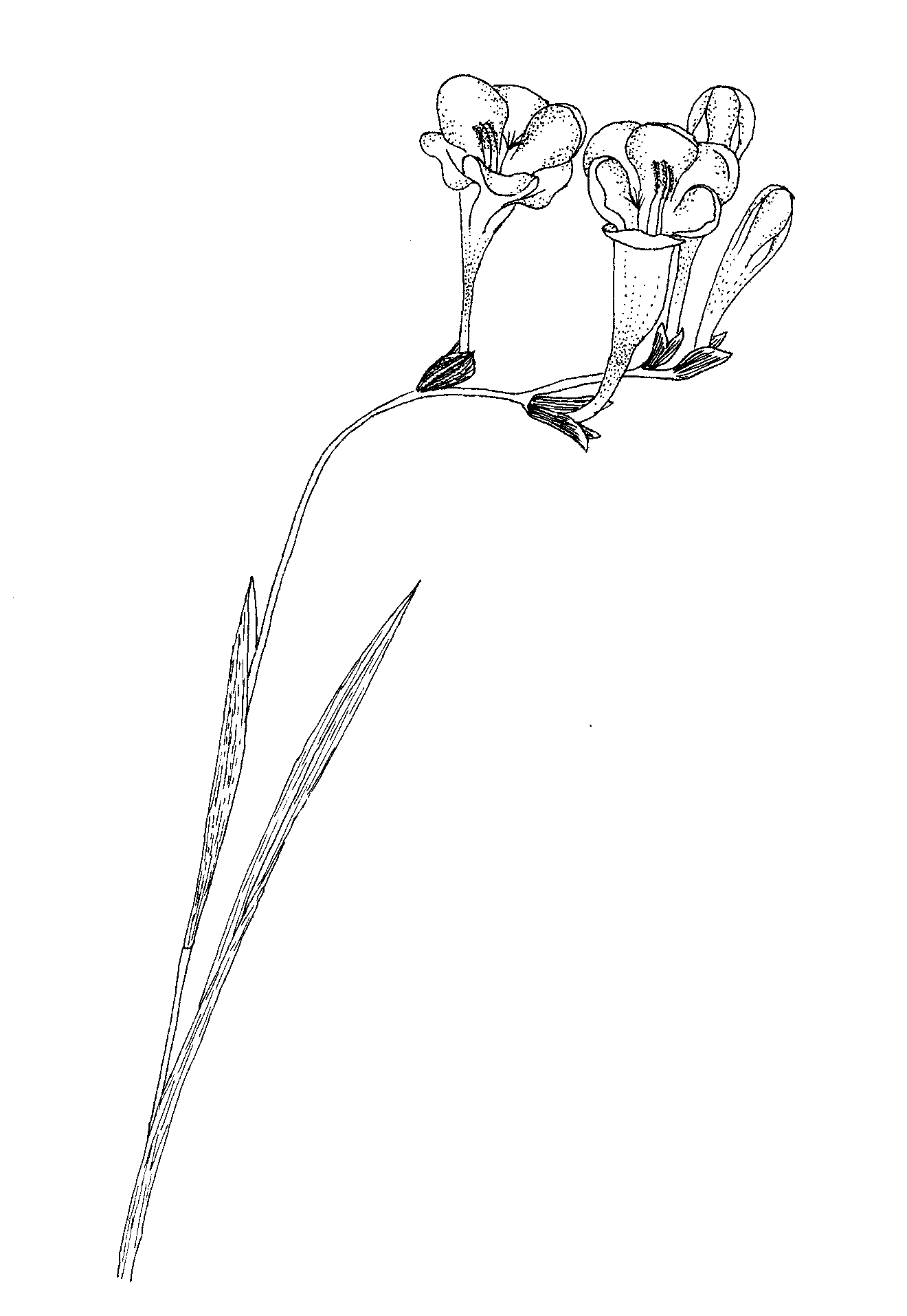 Freesia plant in natural habitat - complete guide