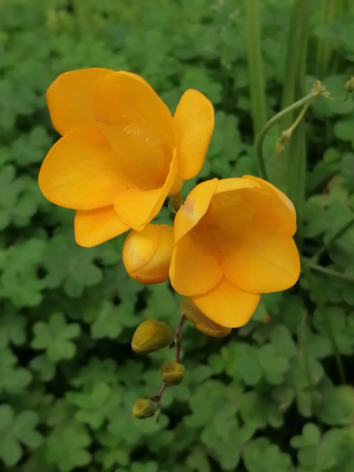 Freesia plant in natural habitat - complete guide