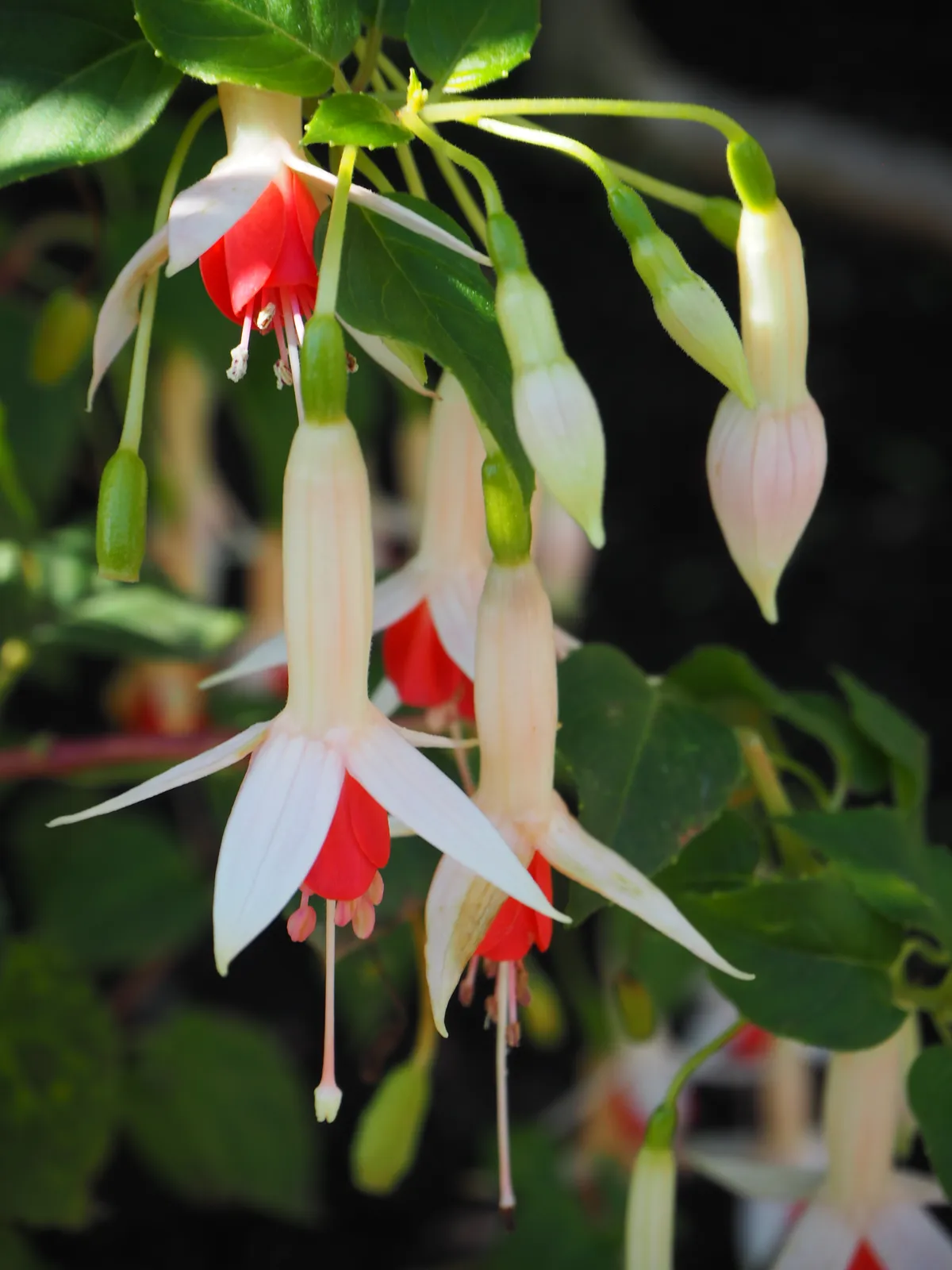 Fuchsia plant in natural habitat - complete guide