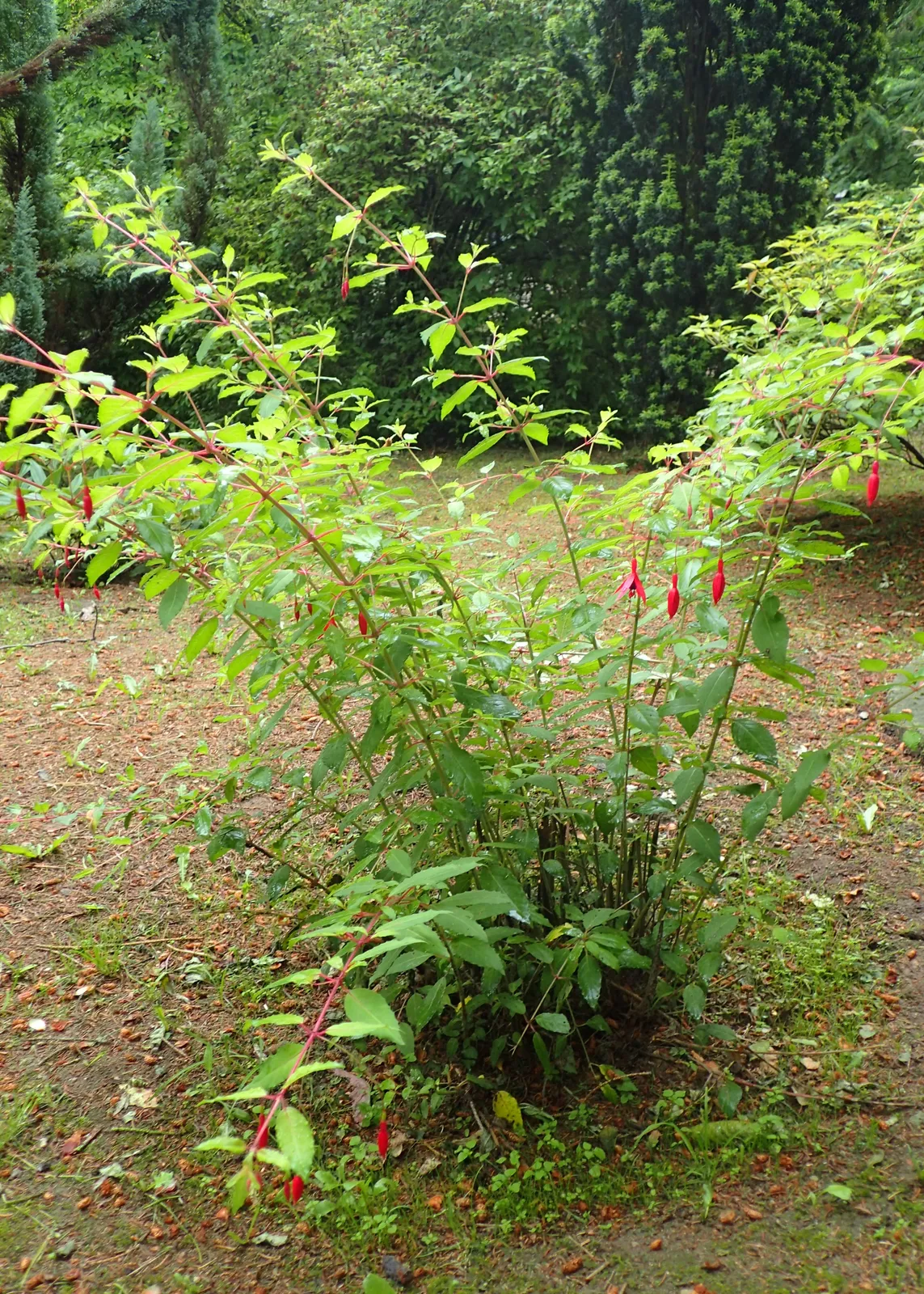 Fuchsia plant in natural habitat - complete guide