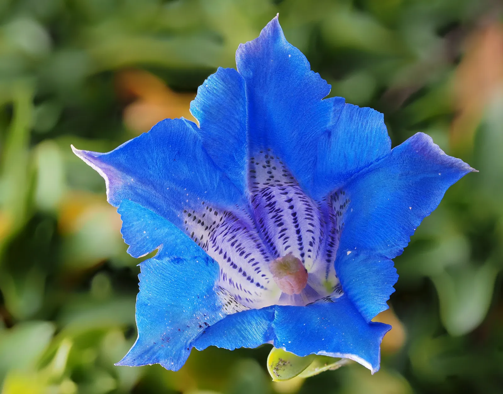 Gentiana Acaulis plant in natural habitat - complete guide
