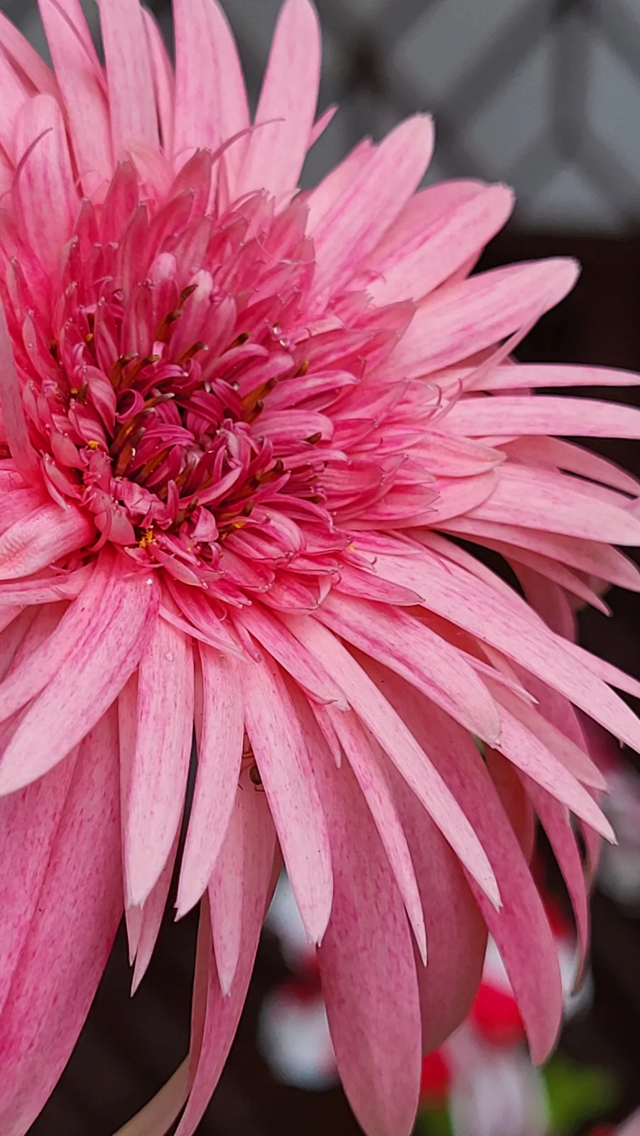 Gerbera Daisy plant in natural habitat - complete guide
