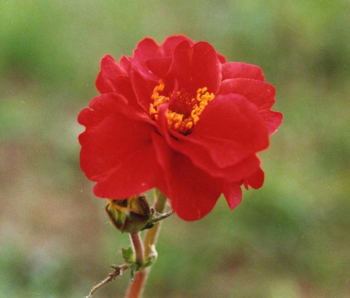 Geum Chiloense plant in natural habitat - complete guide