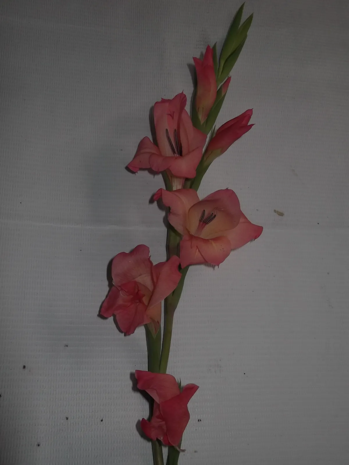 Gladiolus plant in natural habitat - complete guide